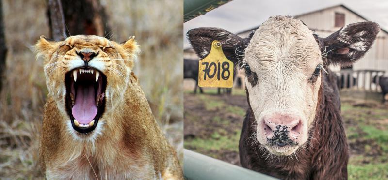 Sjede lav i bik za šankom i piju. Zazvoni lavu mobitel...
