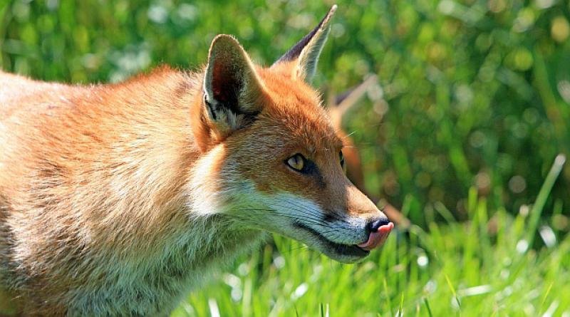 Ide lisica šumom, gladna kao vuk...