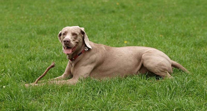 Kupili Bobi i Rudi psa ptičara i odu u lov...