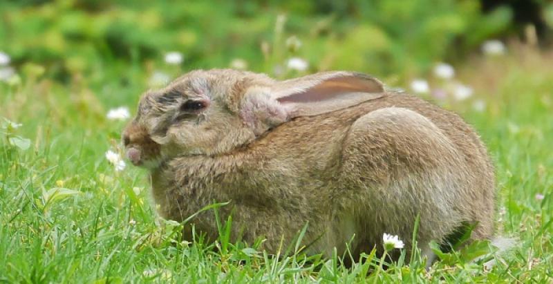 Napio se zeko i zaspao kraj drveta kad tijekom noći naiđe strašan vuk...