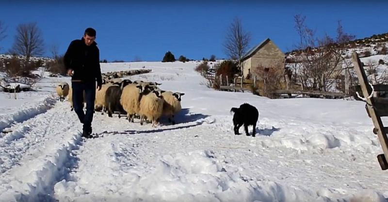 'PROBAO SAM RADITI U NJEMAČKOJ Više ne bih ni da sam kruha gladan, sad čuvam ovce i svoj sam gazda'