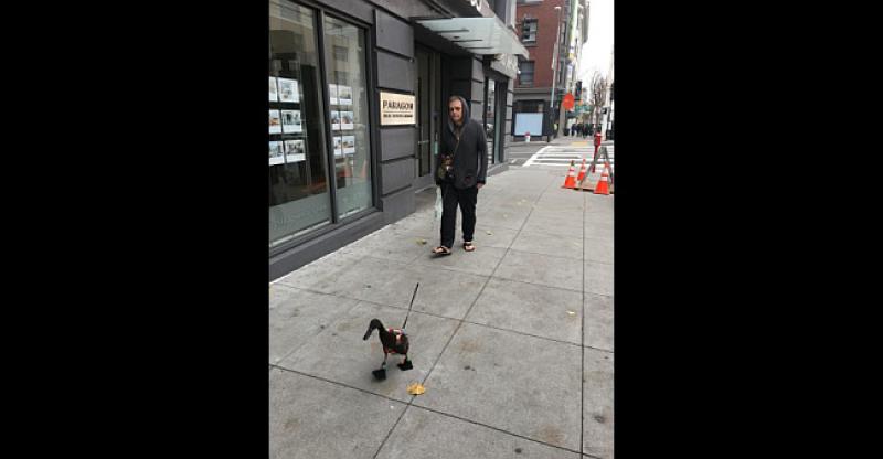 FOTO Vidite li nešto čudno na ovoj slici? Osim što čovjek šeće patku koja nosi čarape