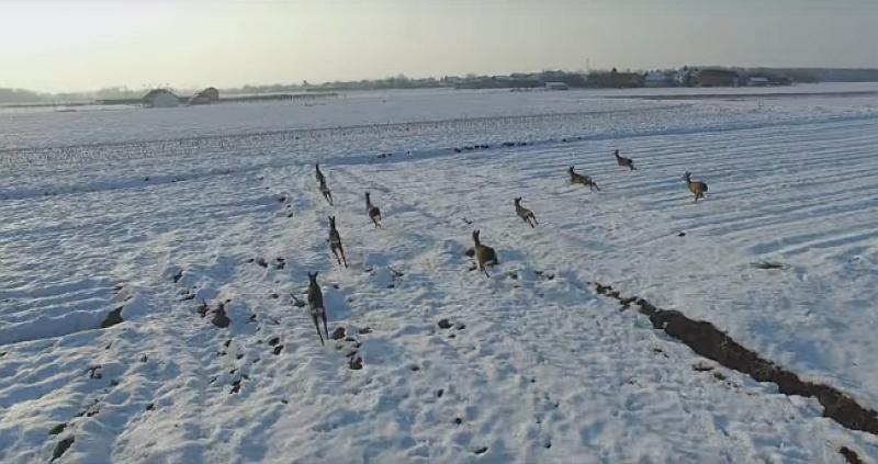 (VIDEO) Snimao video o ljepotama Podravine i naletio na neočekivan prizor - rezultat je spektakularan