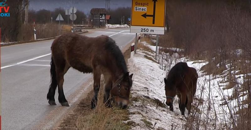 (VIDEO) I TO JE LIKA Konji prkosili prometu i pasli na cesti
