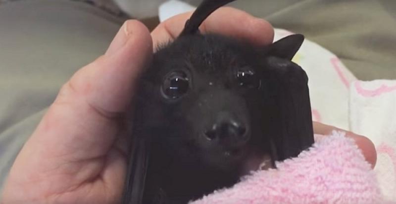 (VIDEO) I ako ne volite šišmiše ovo preslatko mladunče koje prvi put jede voće moglo bi vas raznježiti