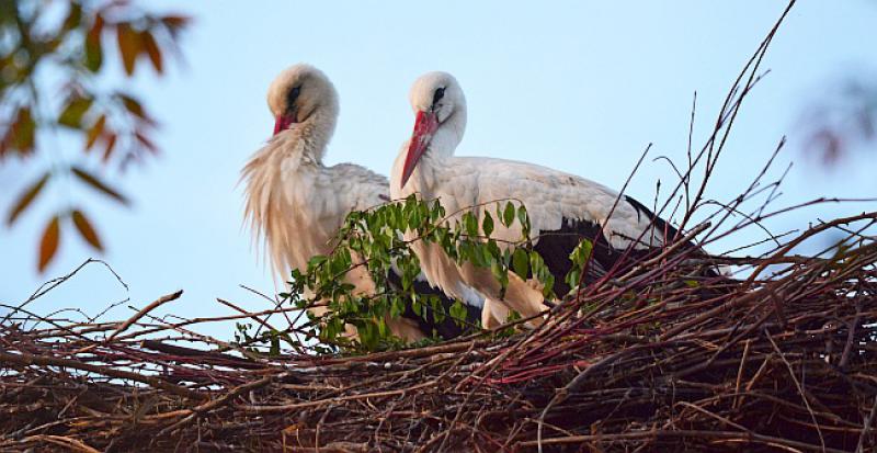 KLEPETAN SE VRATIO IZ AFRIKE U gnijezdu s Malenom ga dočekao uljez, izbacio ga i vratio se Malenoj