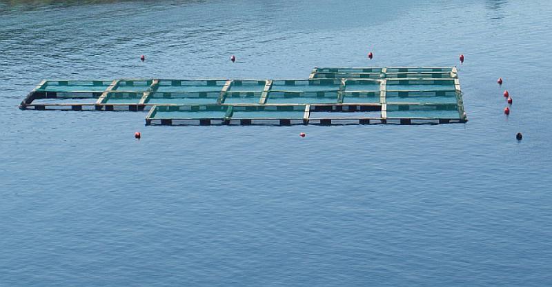 DOK HRVATI NA GRANICAMA ČEKAJU POMOĆ DIPLOMACIJE Slovenci šalju Hrvatskoj prosvjednu notu zbog školjaka