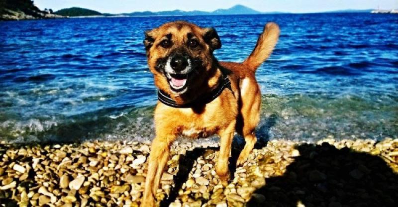 KUTAK ODBAČENIH Twixy je vesela i umiljata kujica koja nakon spašavanja od zlostavljača traži novi dom
