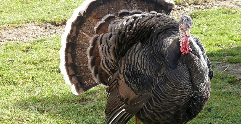 (VIDEO) KAD PURICE ODGOVORE Evo što se dogodi kad se čovjek glasa kao purica ispred puno njih