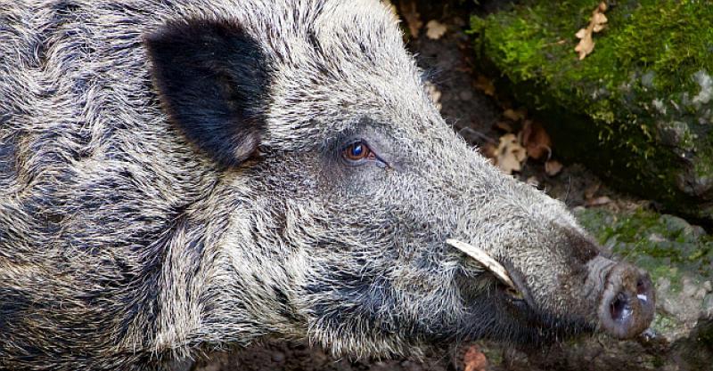 NEOBIČAN NAPAD Britanskog veleposlanika u Austriji ganjala je ogromna divlja svinja