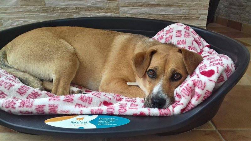 UPOZNAJTE MOLLY I pomozite joj da prvi rođendan proslavi u novom domu