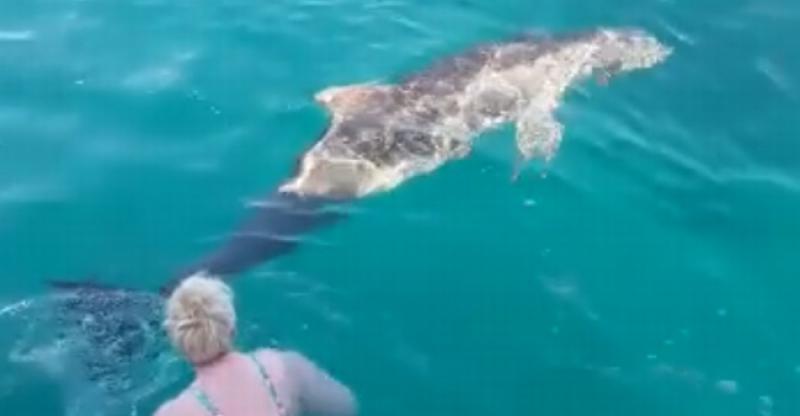 (VIDEO) TURISTI ODUŠEVLJENI Dok su plivali kraj Korčule navratio je neočekivani gost