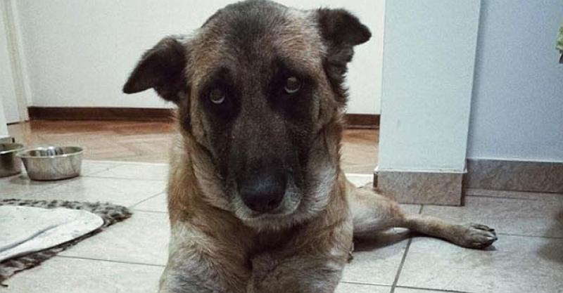 ZIRA TREBA DOBRE LJUDE Cijeli je život provela na lancu, jedva je preživjela, a sada traži novi dom