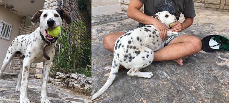 KAKAV LJEPOTAN! Možete li vjerovati da je Finn bio lutalica i sad  traži dom?