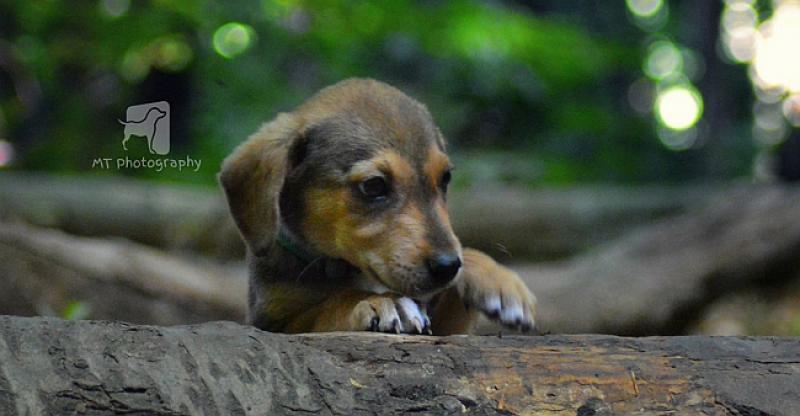 DOTTY JE NETKO BACIO U KONTEJNER  Izvukla se i sad traži nekog tko će je maziti, paziti i voljeti