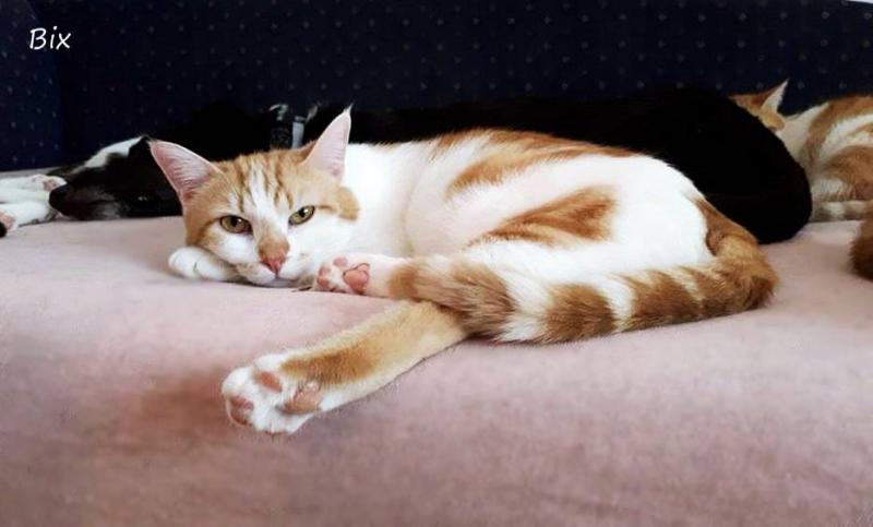 NJEŽNI BIX Bio je kost i koža, a danas je predivan mačak koji čeka novog vlasnika