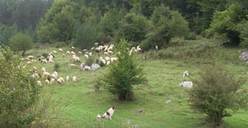 ŽIVE U SELU S DEVET STANOVNIKA A zarađuju 12 tisuća kuna mjesečno, pročitajte zanimljivu reportažu o ovoj obitelji