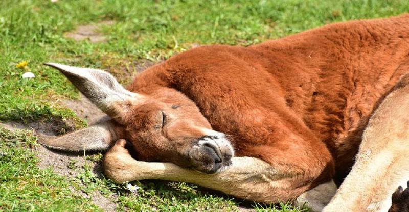 NEOBIČNI SUKOB Potukli se klokan i njemački policajci, klokan lakše ozlijeđen