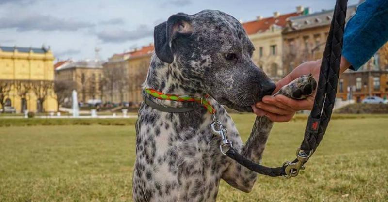 TOČKASTA LJUBAV Razigrani Rocky traži novi dom