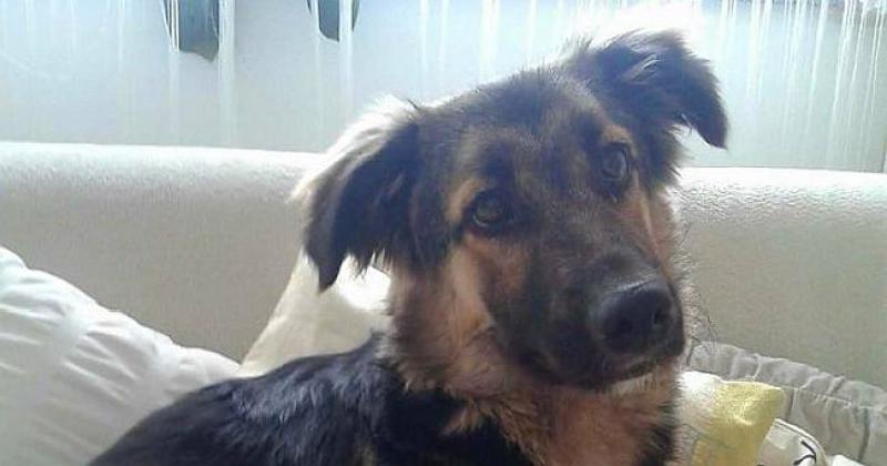 ZOVEM SE ROLI Kažu  mi da ću jednog dana imati svoju pravu obitelj koja će me voljeti