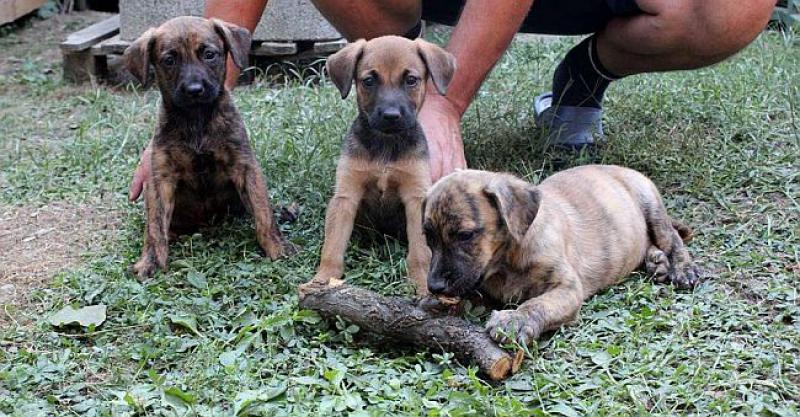 HITNO Bela, Kira i Mala pronađene su u kartonskoj kutiji, imaju samo par dana da pronađu udomitelje