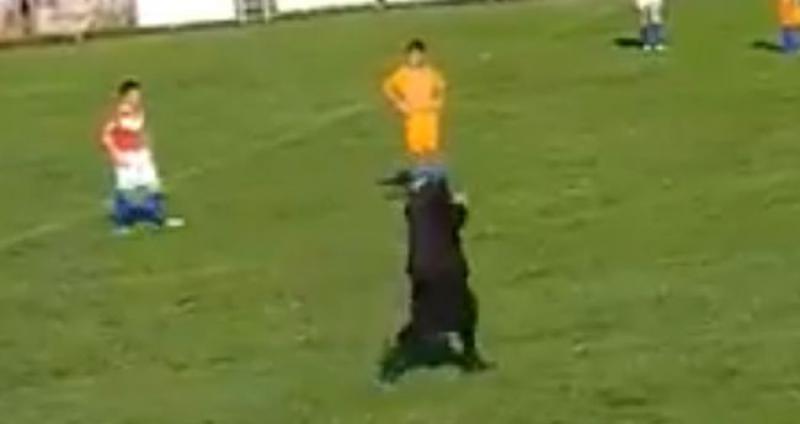 (VIDEO) DNEVNA DOZA HRVATSKE Bakica utrčala u teren i prekinula utakmicu