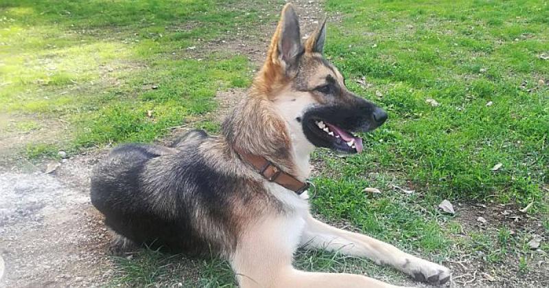 TARA IZ ČAVOGLAVA Hitno treba novi dom ili privremeni smještaj