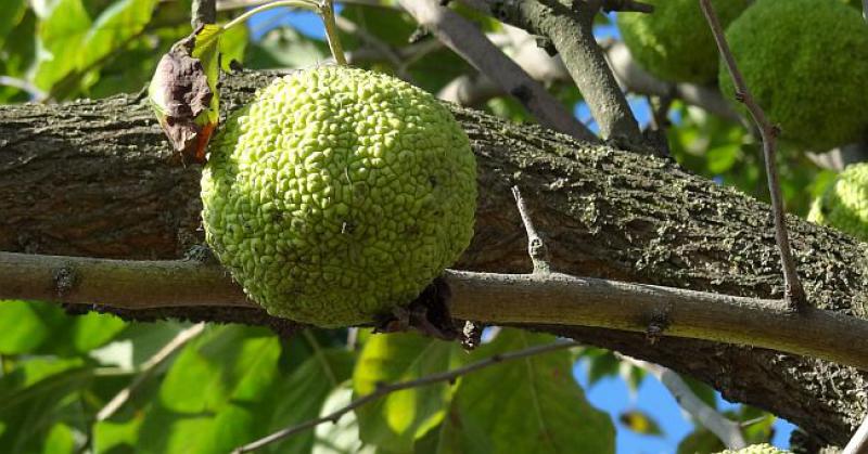 NEOBIČNO DRVO KRAJ GROBNICE BANA JELAČIĆA Nitko nije znao o čemu je riječ