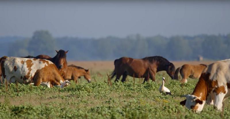 (VIDEO) LONJSKO POLJE Izvanredan video o jedinstvenom spoju divlje i pitome prirode