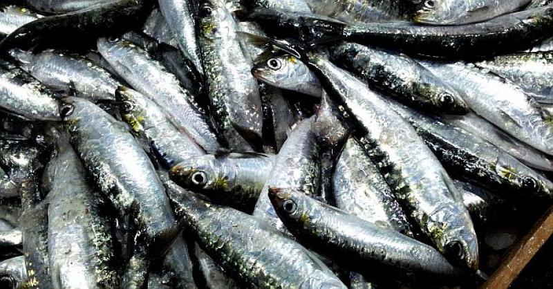 NE MOGU NAĆI RADNIKE Plaća 4000 kuna, osigurani smještaj, prijevoz...