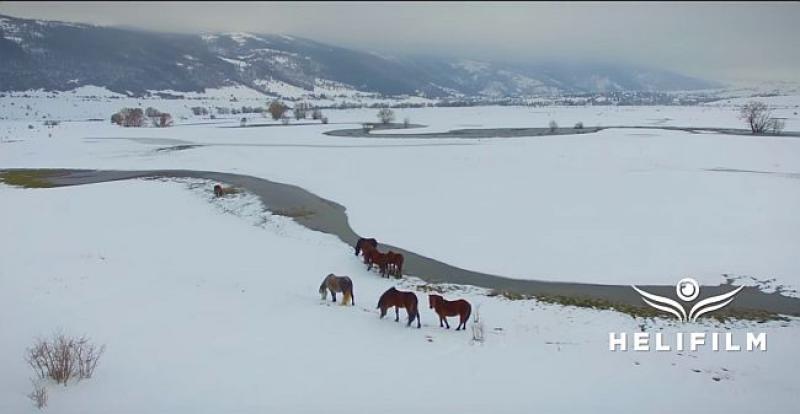 (VIDEO) OČARAVAJUĆI DIVLJI LIVANJSKI KONJI SNIMLJENI IZ ZRAKA Pogledajte tu ljepotu, snagu, brzinu i zajedništvo