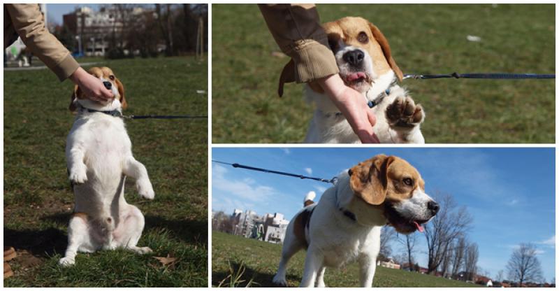 BUBI Ovog presimpatičnog mješanca bigla odbacili su nakon tri godine, sada traži odgovorne ljude pune ljubavi