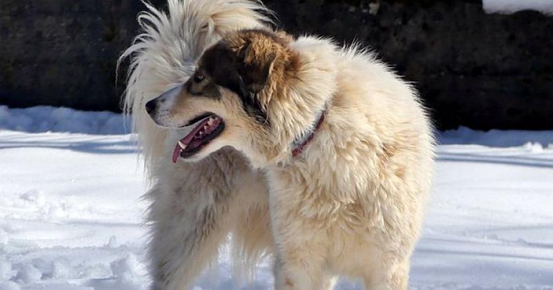 RITI SU LOVCI PRIJETILI ODSTRIJELOM Pa sad traži ljude koji će joj pružiti topli dom (umjesto metka)