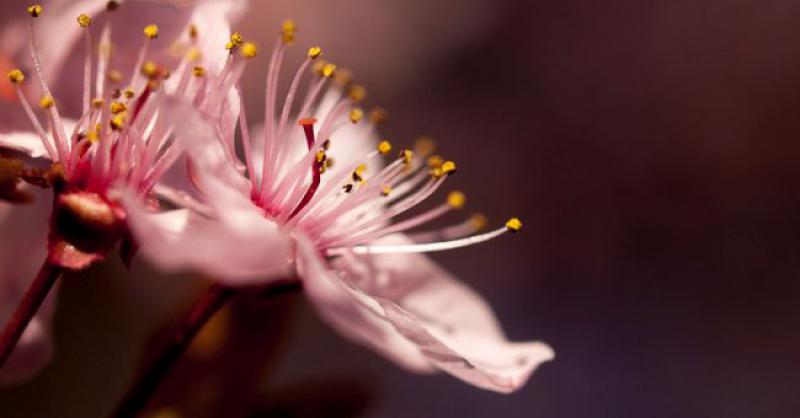 (FOTO) PRIRODA SE BUDI Proljeće je došlo!