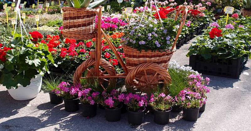 FESTIVAL CVIJEĆA Crikvenica će četiri dana biti obojana u žive boje i opojne mirise