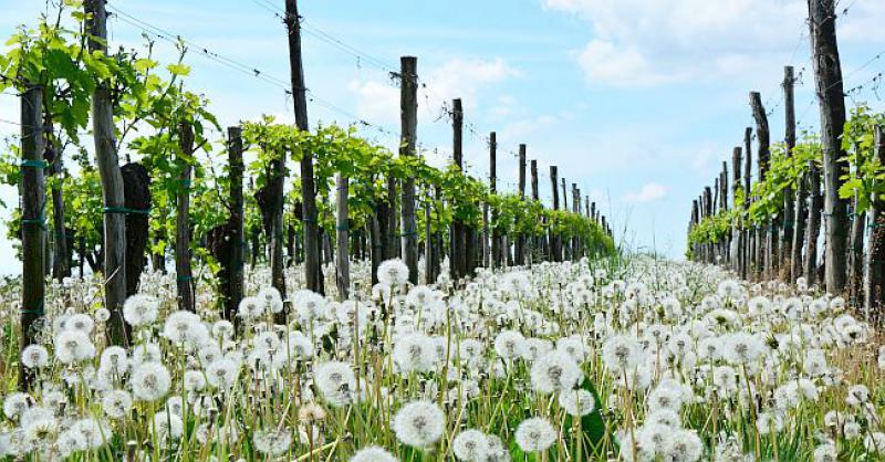 SLAVONIJI I BARANJI KRONIČNO NEDOSTAJE SEZONACA Više od 23 tisuće nezaposlenih ne želi raditi za 17 kuna po satu