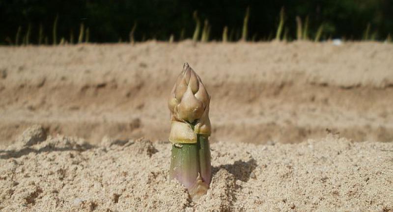 POČINJE SEZONA BRANJA ŠPAROGA U NJEMAČKOJ Ako vas zanima ovaj posao, evo što o njemu morate znati