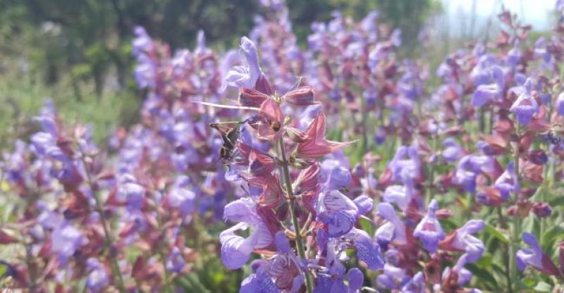 CRESKO-LOŠINJSKI ARHIPELAG DOMAĆIN 6. Festivala aromaterapije 'Apsyrtides'