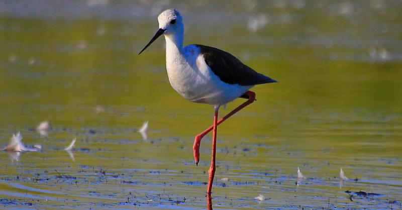 NOVA ATRAKCIJA U NINU Turisti dolaze vidjeti ovu neobičnu pticu