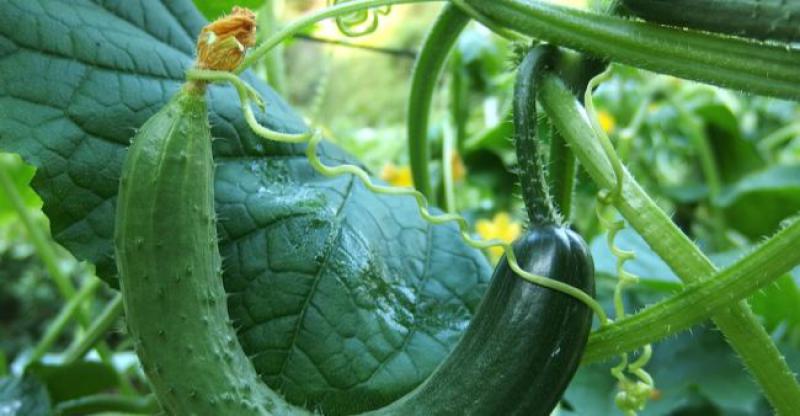 UROD KRASTAVACA U AUSTRIJI UGROŽEN, a sve zbog Hrvata