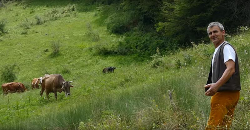 (VIDEO) OTIŠAO U NJEMAČKU PA OSTAVIO KRAVE PRIJATELJU Evo kako je izgledao njihov ponovni susret nakon pola godine