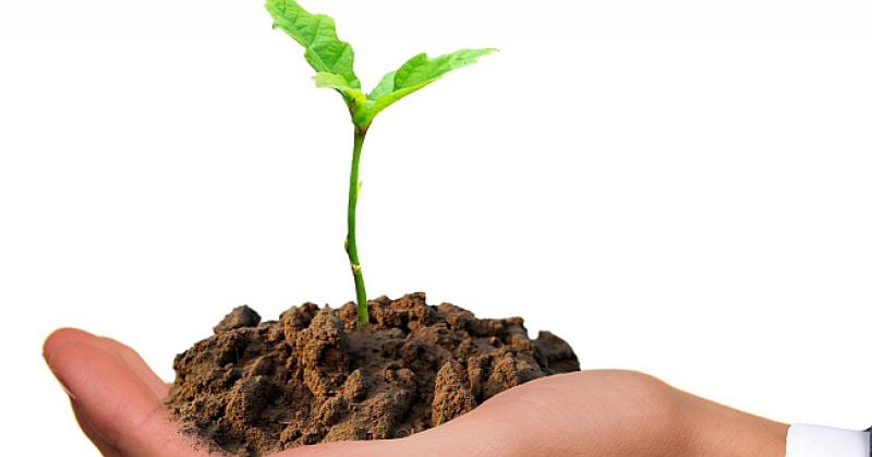 Manje od svega sjemenja na zemlji postane veće od svega povrća