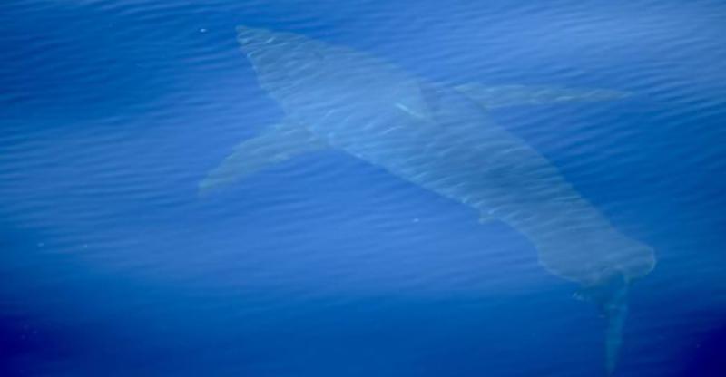 NAKON 30 GODINA Ponovno viđena velika bijela psina u Mediteranu!