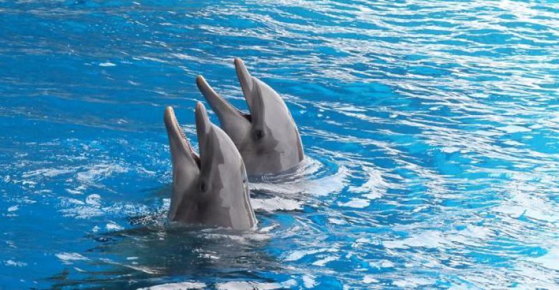 DUPINI SE VRATILI U JADRAN? Nestali prije više desetljeća, ali pojavila se nada. Ugledano i novorođenče