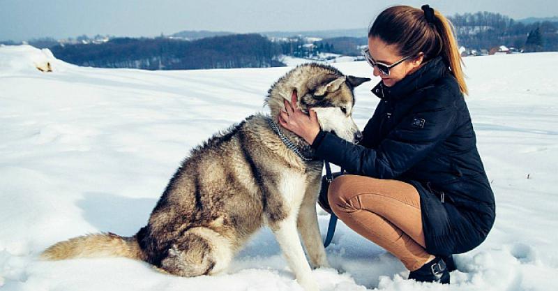 HOROR JE POČEO KAD JE GAZDA OTIŠAO U IRSKU Malamutica Eska je čudom preživjela, a sad traži novi dom