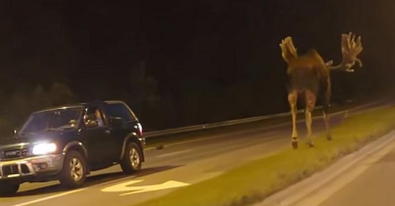 (VIDEO) KAKVO IZNENAĐENJE Veličanstveni div zalutao na cestu na Aljasci: ‘Pogledajte ga, ogroman je!’