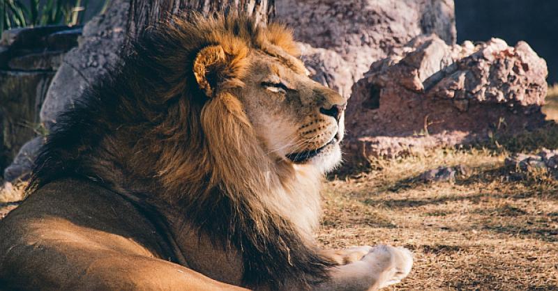 Pitali Muju koja je najjača životinja...