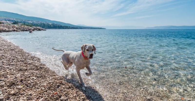 MANIFESTACIJA U POTPUNOSTI POSVEĆENA KUĆNIM LJUBIMCIMA Rezervirajte predzadnji vikend u rujnu