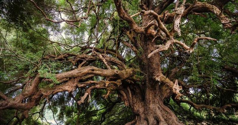 ZADARSKI ARHEOLOZI U PAŠMANSKOM KANALU Pronašli koštice maslina stare 3500 godina