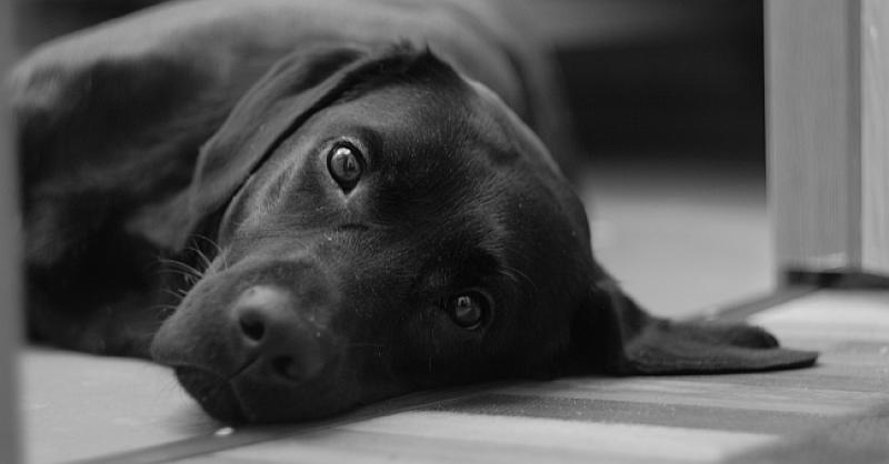 PAS SE ŽRTVOVAO ZA DJEČAKA, SPASIO GA IZ POŽARA 'Zaslužan je što je moj sin živ'